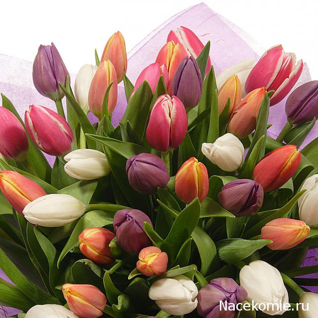 Дом Мечты наши дни рождения