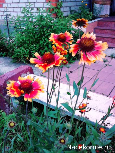 Lessy - Мое удовольствие (Monplaisir Palace)