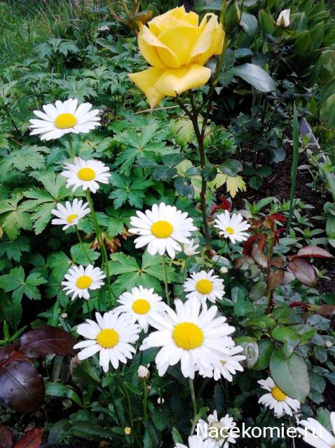 Lessy - Мое удовольствие (Monplaisir Palace)