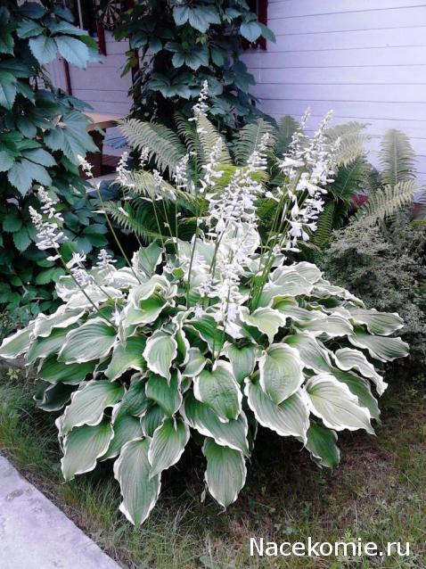 Lessy - Мое удовольствие (Monplaisir Palace)