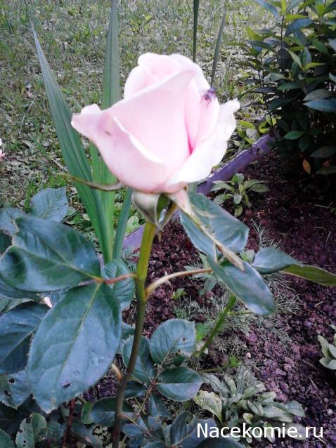 Lessy - Мое удовольствие (Monplaisir Palace)