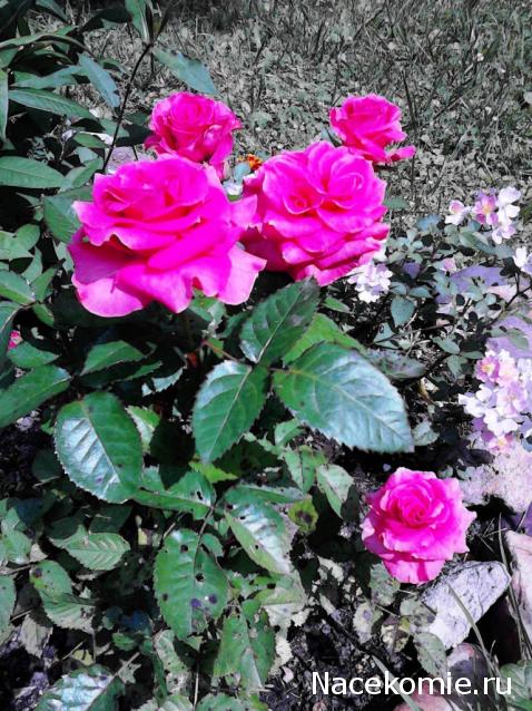 Lessy - Мое удовольствие (Monplaisir Palace)