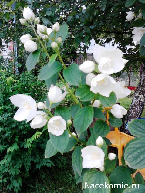 Lessy - Мое удовольствие (Monplaisir Palace)