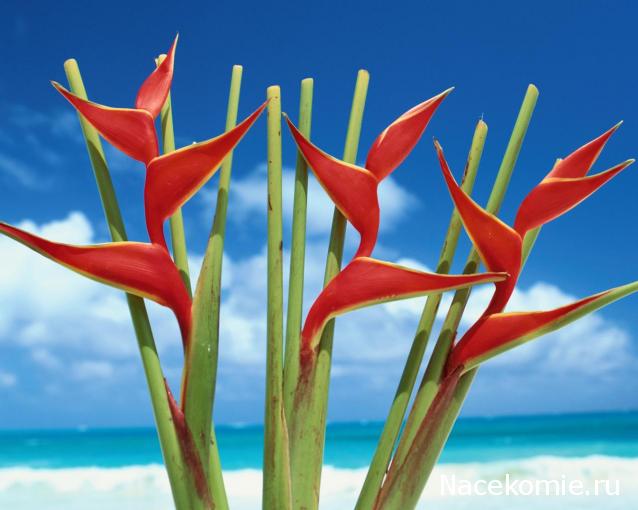 Дамы эпохи - Наши дни рождения