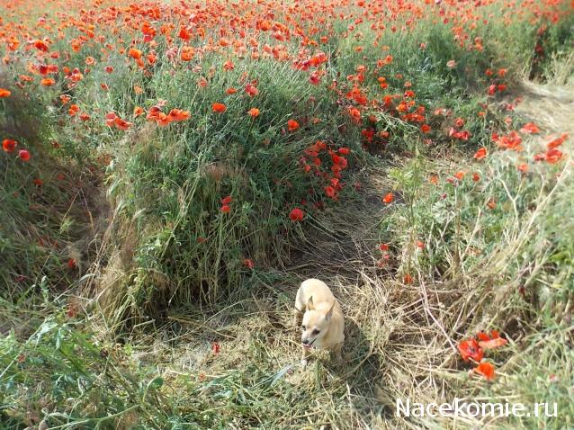 Asya (мои попытки в создании миниатюры)