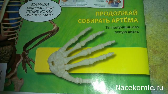 "Собери и познай человеческое тело" 2013 (ДеАгостини) Украина