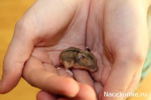 Дом Мечты наши дни рождения