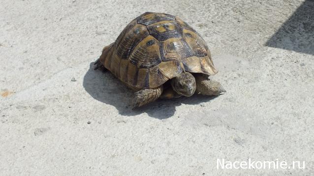 Round Robin_координатор Mabelle