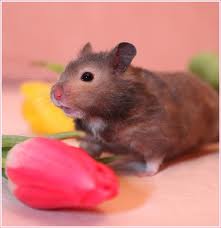 Дом Мечты наши дни рождения