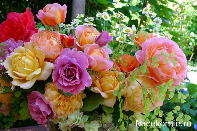 Дом Мечты наши дни рождения