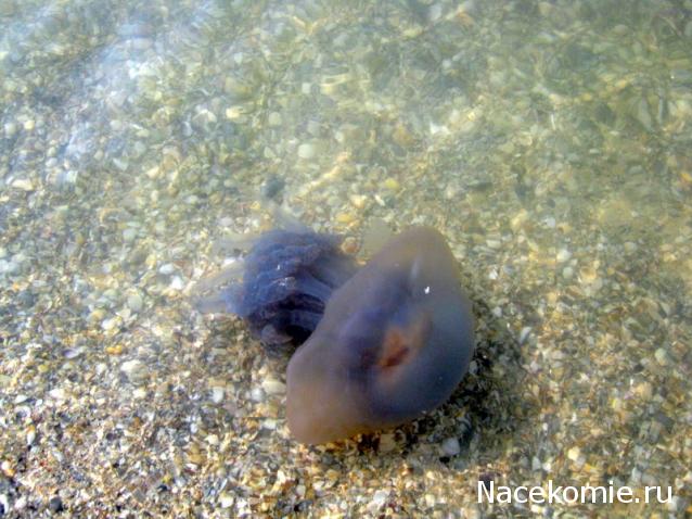 Дом Мечты и Трамвайчик желаний
