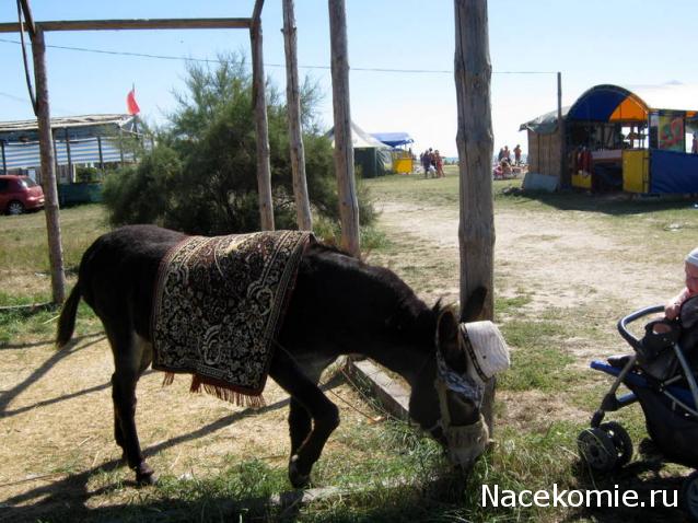 Дом Мечты и Трамвайчик желаний