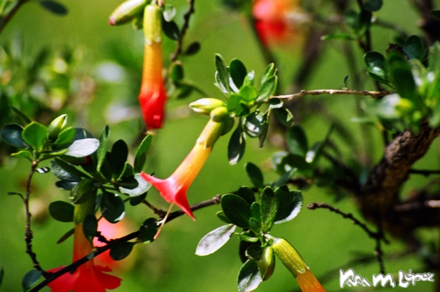 Монеты и банкноты №72  5 сентаво (Перу), 1 эре/10 эре (Швеция)