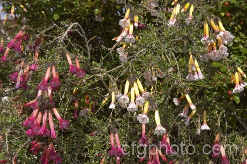 Монеты и банкноты №72  5 сентаво (Перу), 1 эре/10 эре (Швеция)