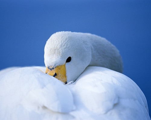 Дом Мечты наши дни рождения