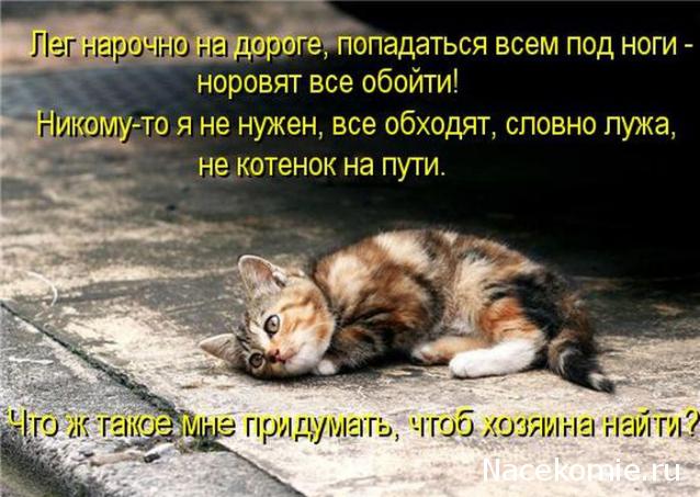 Помощь бездомным животным