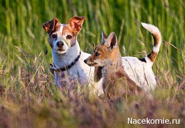 Дом Мечты Болталка: перезагрузка