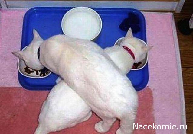 Фото кошек)))))