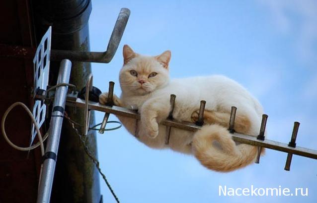 Фото кошек)))))