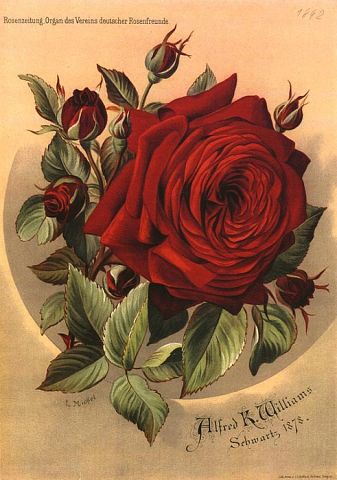 Дом Мечты наши дни рождения