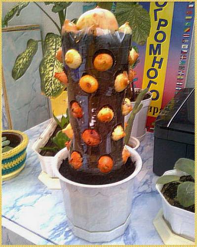 Дом Мечты Болталка: перезагрузка