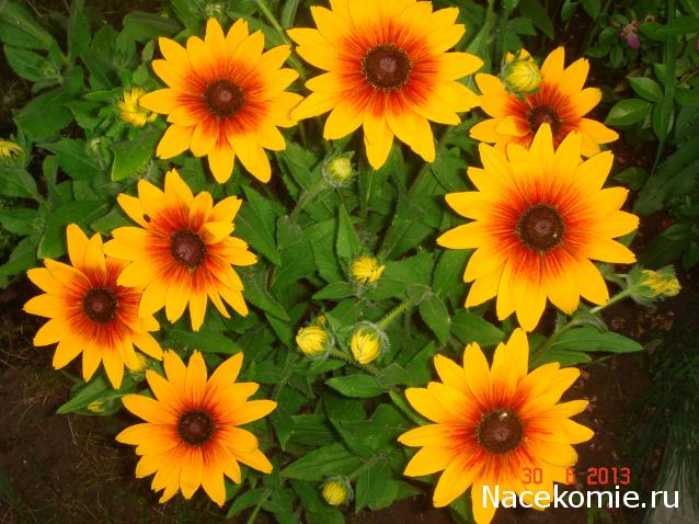 Наши Дни Рождения