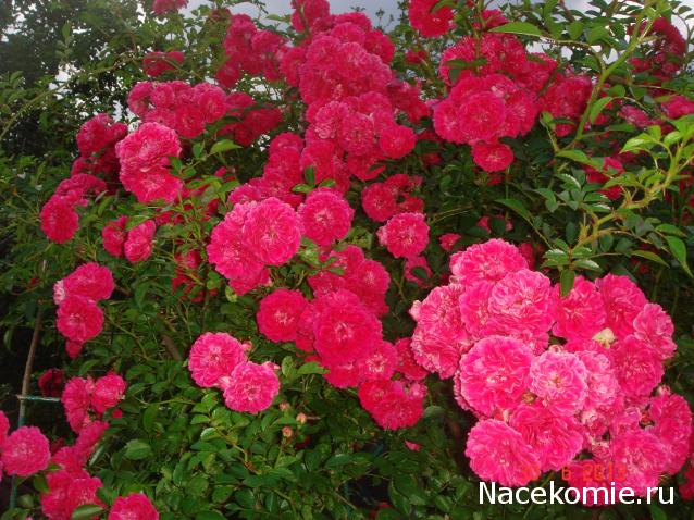 Наши Дни Рождения