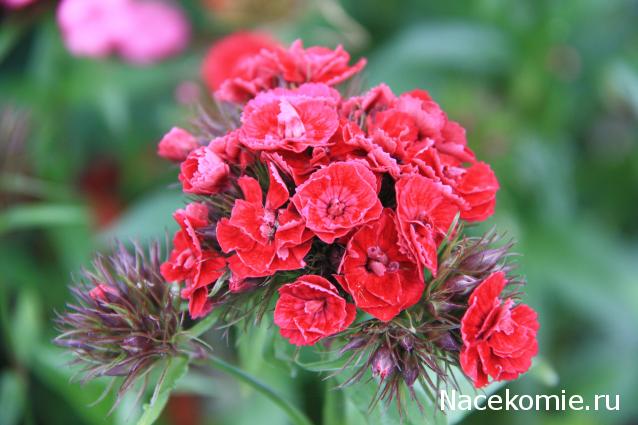 Наши Дни Рождения