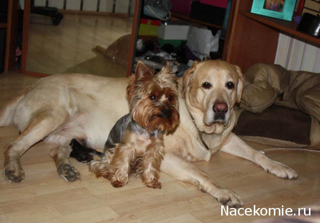 Дом Мечты Болталка: перезагрузка