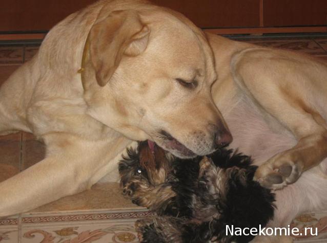 Дом Мечты Болталка: перезагрузка