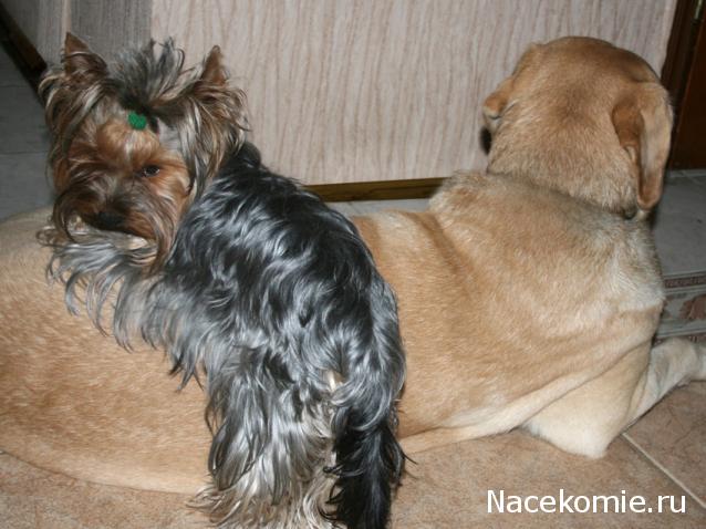 Дом Мечты Болталка: перезагрузка