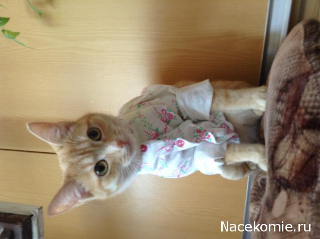 Фото кошек)))))