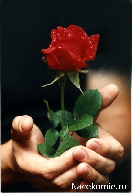 Дом Мечты наши дни рождения