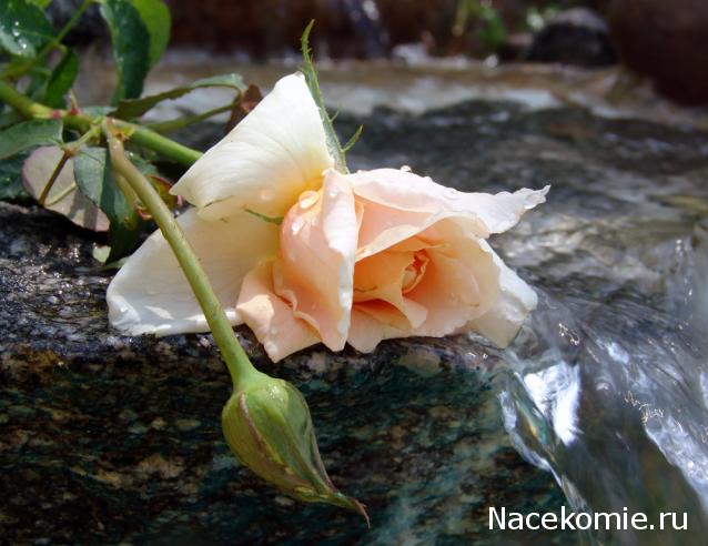 Наши Дни Рождения