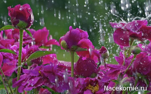 Наши Дни Рождения