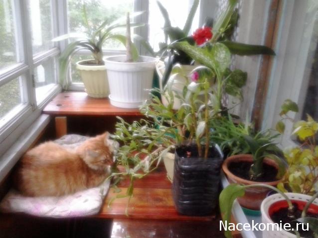 Round Robin- координатор  shabsik