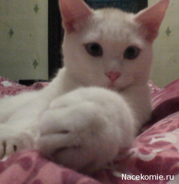Фото кошек)))))