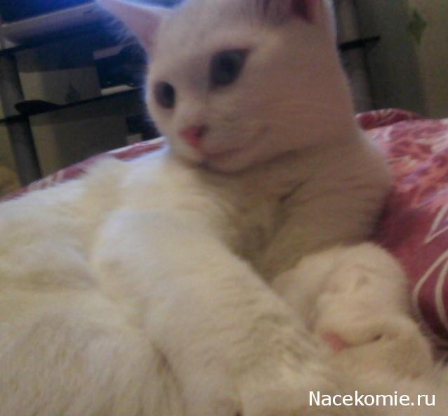 Фото кошек)))))