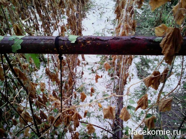 IriSelena. Вне стиля, или Непонятный домик