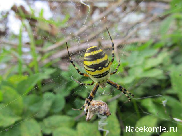 Фото насекомых (не из журнала)