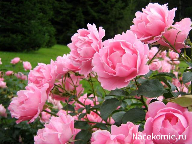 Дом Мечты наши дни рождения