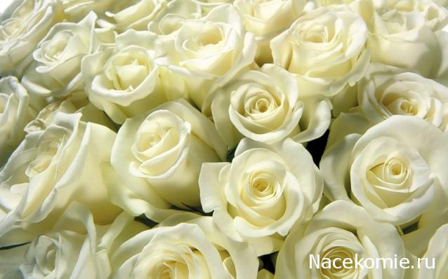 Дом Мечты наши дни рождения