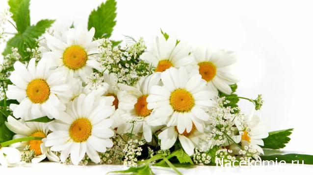 Дом Мечты наши дни рождения