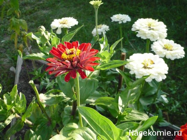 Дом Мечты наши дни рождения