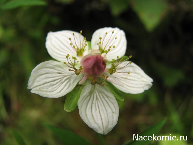 Наши Дни Рождения
