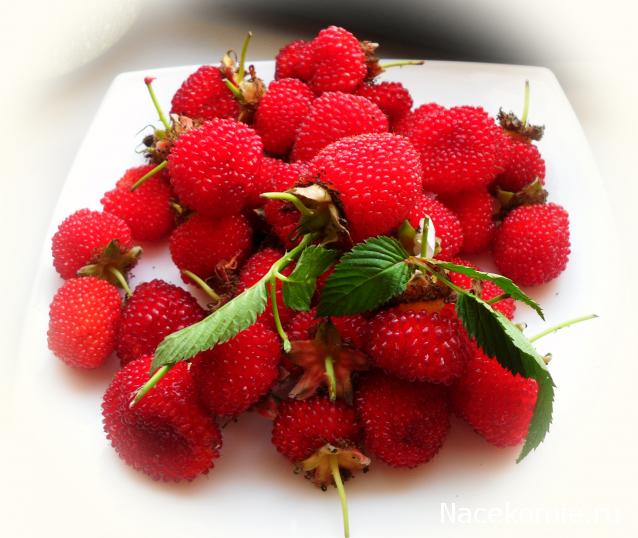 Дом Мечты Болталка: перезагрузка