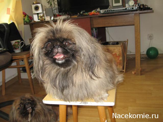 Жильцы Дома Мечты фото, ссылки, обсуждение