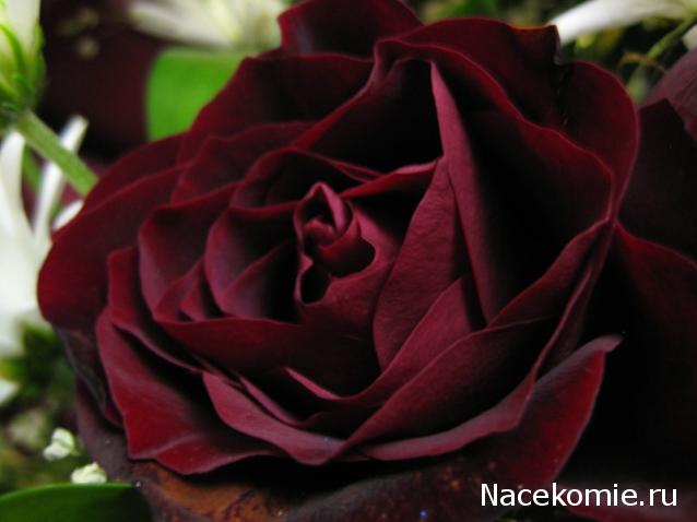 Наши Дни Рождения