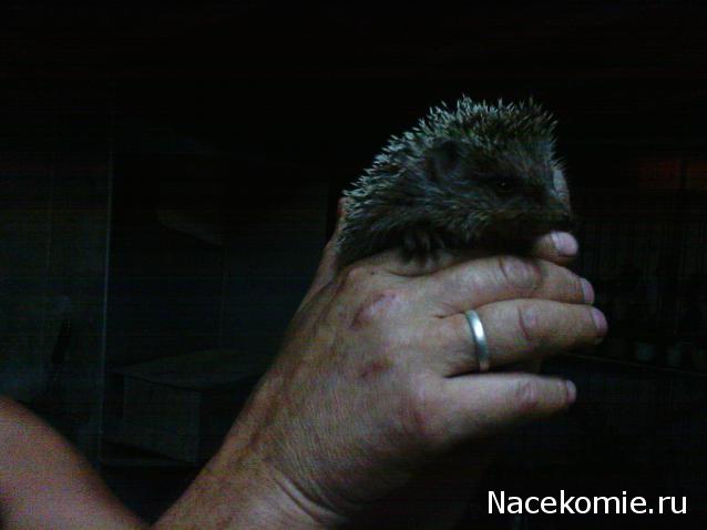 leonidovna - Ниша мечты