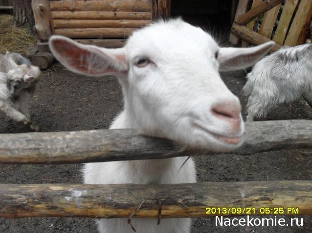 Nata